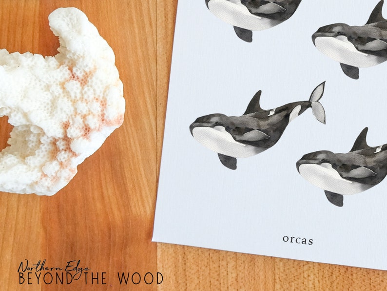 May include: A watercolor illustration of five orcas swimming in a light blue ocean. The orcas are black and white with a white belly and a black dorsal fin. The illustration is on a white background with the word "orcas" written in black at the bottom.