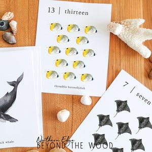 May include: A set of printable flashcards featuring ocean animals and numbers. The cards show a humpback whale, threadfin butterflyfish, and a stingray. The numbers one, seven, and thirteen are written on the cards.