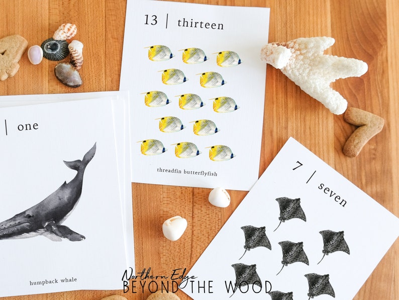 May include: A set of printable flashcards featuring ocean animals and numbers. The cards show a humpback whale, threadfin butterflyfish, and a stingray. The numbers one, seven, and thirteen are written on the cards.