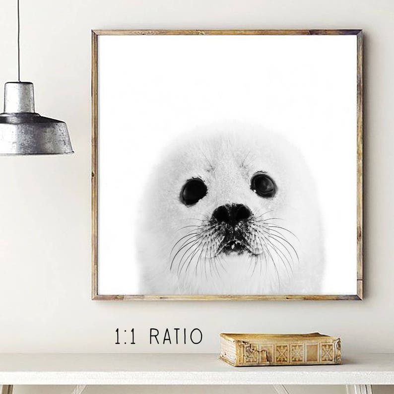 baby seal print, arctic print, arctic nursery, scandinavian nursery art, nordic nursery print, bw nursery, arctic print, arctic baby art image 3