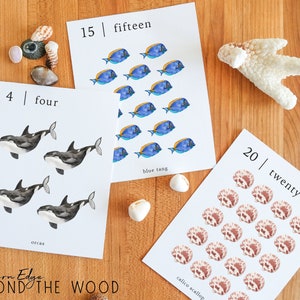 May include: Four black and white orca whale illustrations, fifteen blue tang fish illustrations, and twenty calico scallop illustrations on white cards with the numbers 4, 15, and 20 and the words "four", "fifteen", "twenty", "orcas", "blue tang", and "calico scallop" printed on them.