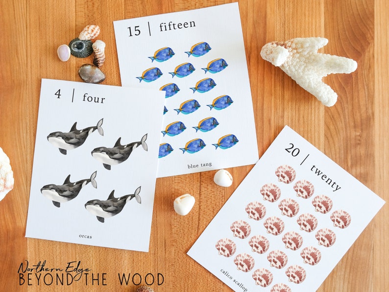 May include: Four black and white orca whale illustrations, fifteen blue tang fish illustrations, and twenty calico scallop illustrations on white cards with the numbers 4, 15, and 20 and the words "four", "fifteen", "twenty", "orcas", "blue tang", and "calico scallop" printed on them.