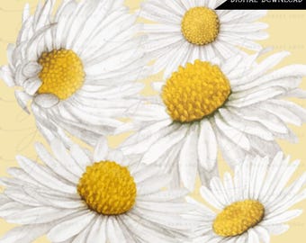 Daisies Watercolor Clipart, Summer Flower, Floral PNG Download File