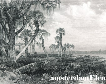 Large Tree Palms Swamp River