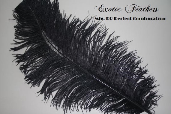 Black Ostrich Feathers. 17-20 Inch Ostrich Feather Plumes 1-100 Pcs.  Option. USA SELLER of Feather Centerpieces, Wholesale Wedding Feathers 