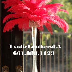 USA Shop! RED Ostrich Feathers 13 to 18 inches long. Ostrich Tail Centerpiece Feathers