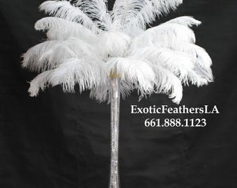 May include: A tall clear glass vase filled with white ostrich feathers. The vase is decorated with rhinestones. The text "ExoticFeathersLA 661.888.1123" is printed below the vase.