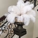 see more listings in the Ostrich Feathers section