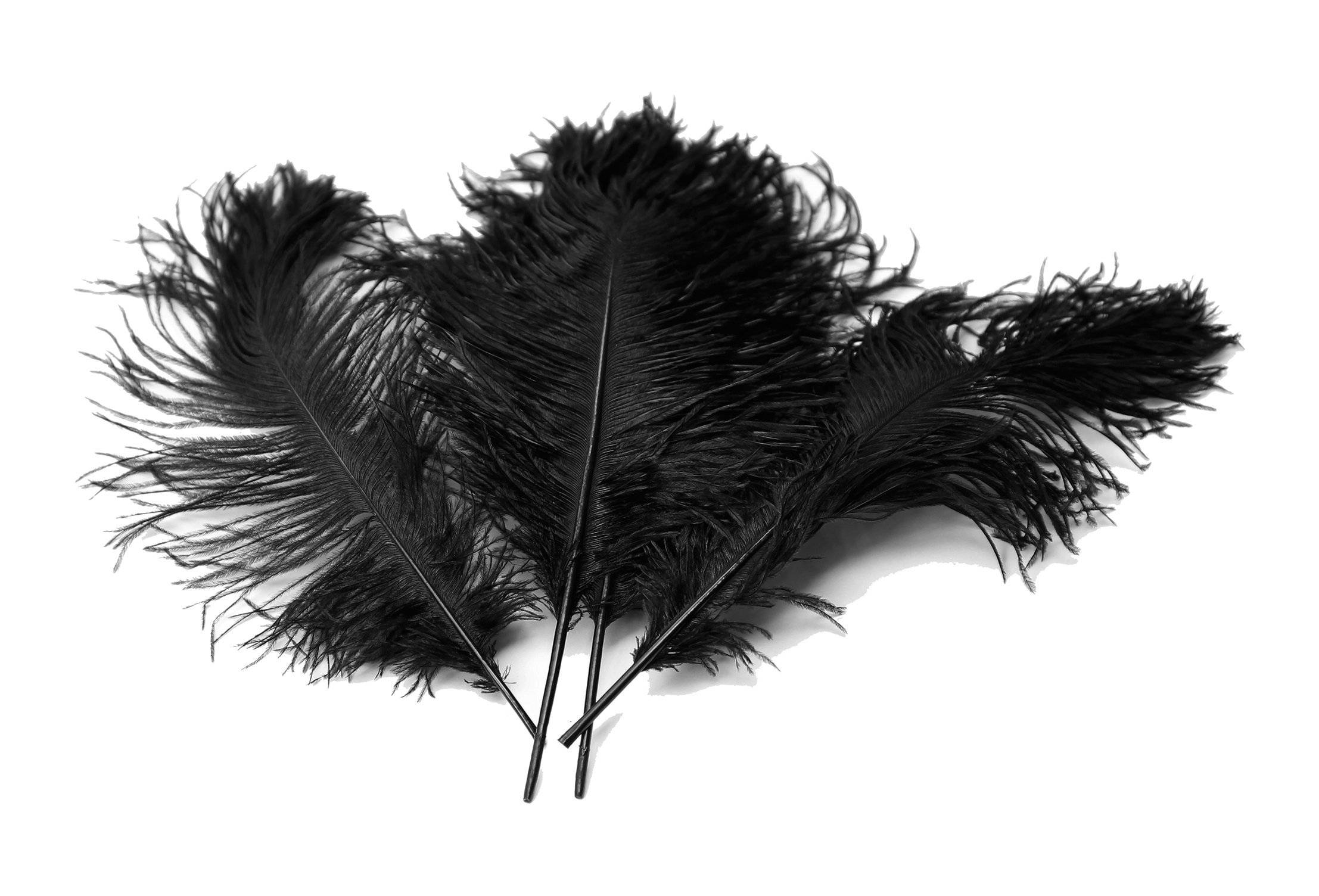 USA Shop Black Ostrich Feathers 13 to 18 Inches Long. Ostrich Etsy