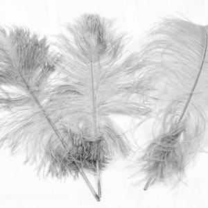 USA Shop SILVER/GREY Ostrich Feathers 13 to 18 inches long. Ostrich Tail Centerpiece Feathers image 3