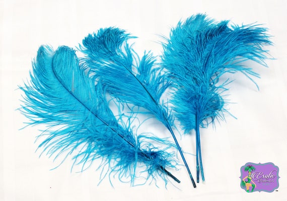 18 2024 ostrich feathers