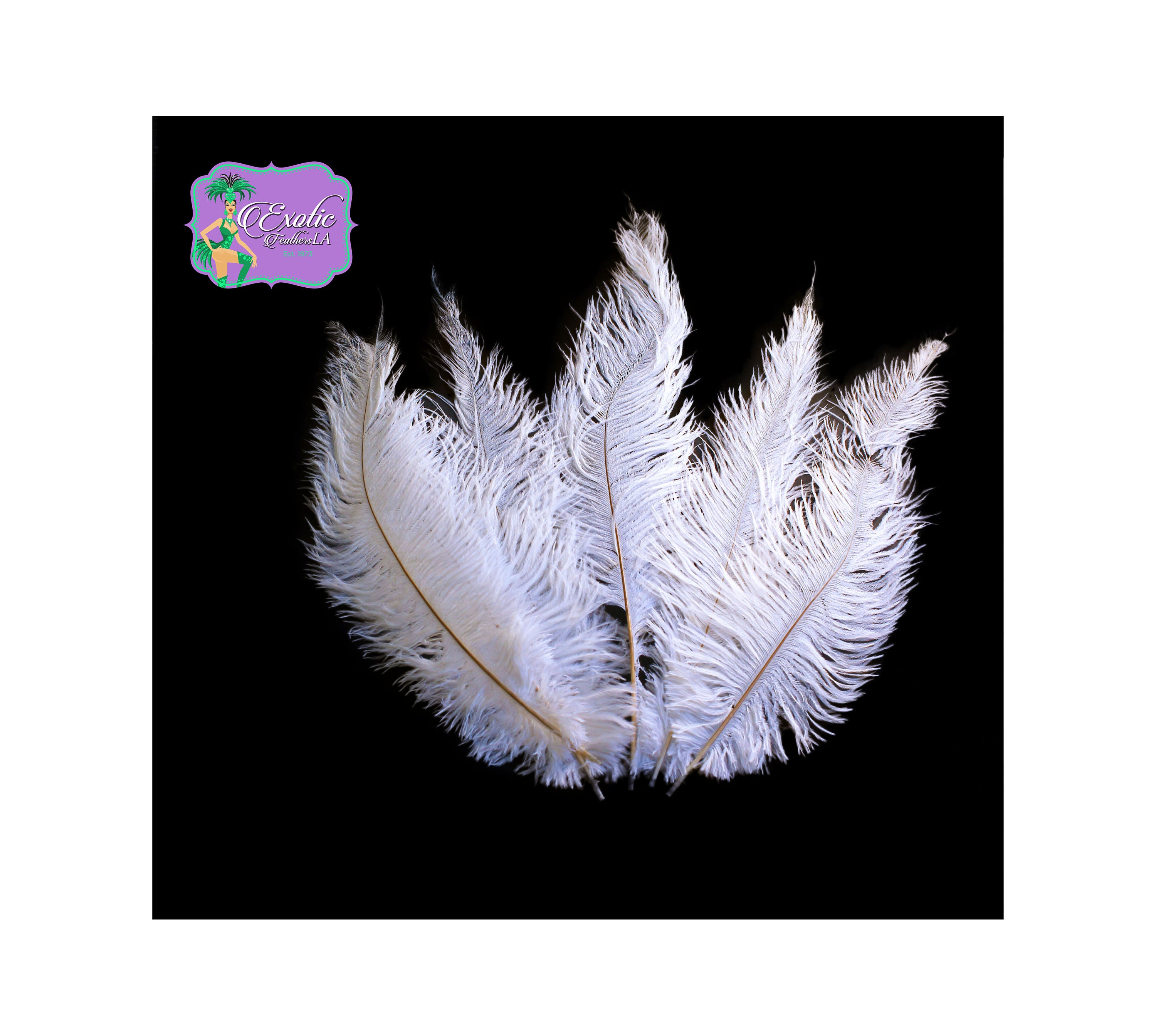 19-24 Ostrich Feathers - Black (Pack of 12)