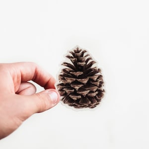 Pine Cone Sticker - Sticker, Watercolor Sticker, Pine Cone, Tree Sticker, Pine Tree, Waterproof Sticker, Art Sticker