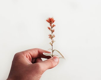 May include: A hand holding a sticker of a single orange flower with green leaves.