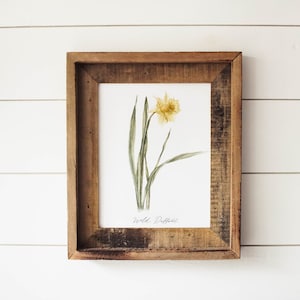 Wild Daffodil Print - California Wildflower, Wild Daffodil, Watercolor Flower, Wall Art, Botanical Print, Flower Print, Home Decor