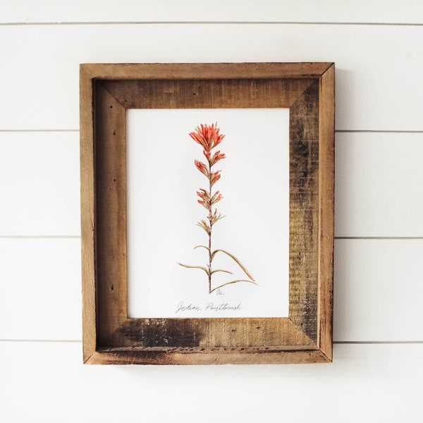 Indian Paintbrush Print - California Wildflower, Watercolor Flower, Wildflower Print, Botanical Print, Wall Art, Indian Paintbrush