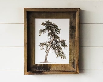 Scots Pine Print - Pine Trees, Scots Pine, Watercolor Pine Tree, Single Tree, Watercolor Print, Home Decor, Mountain, Cabin