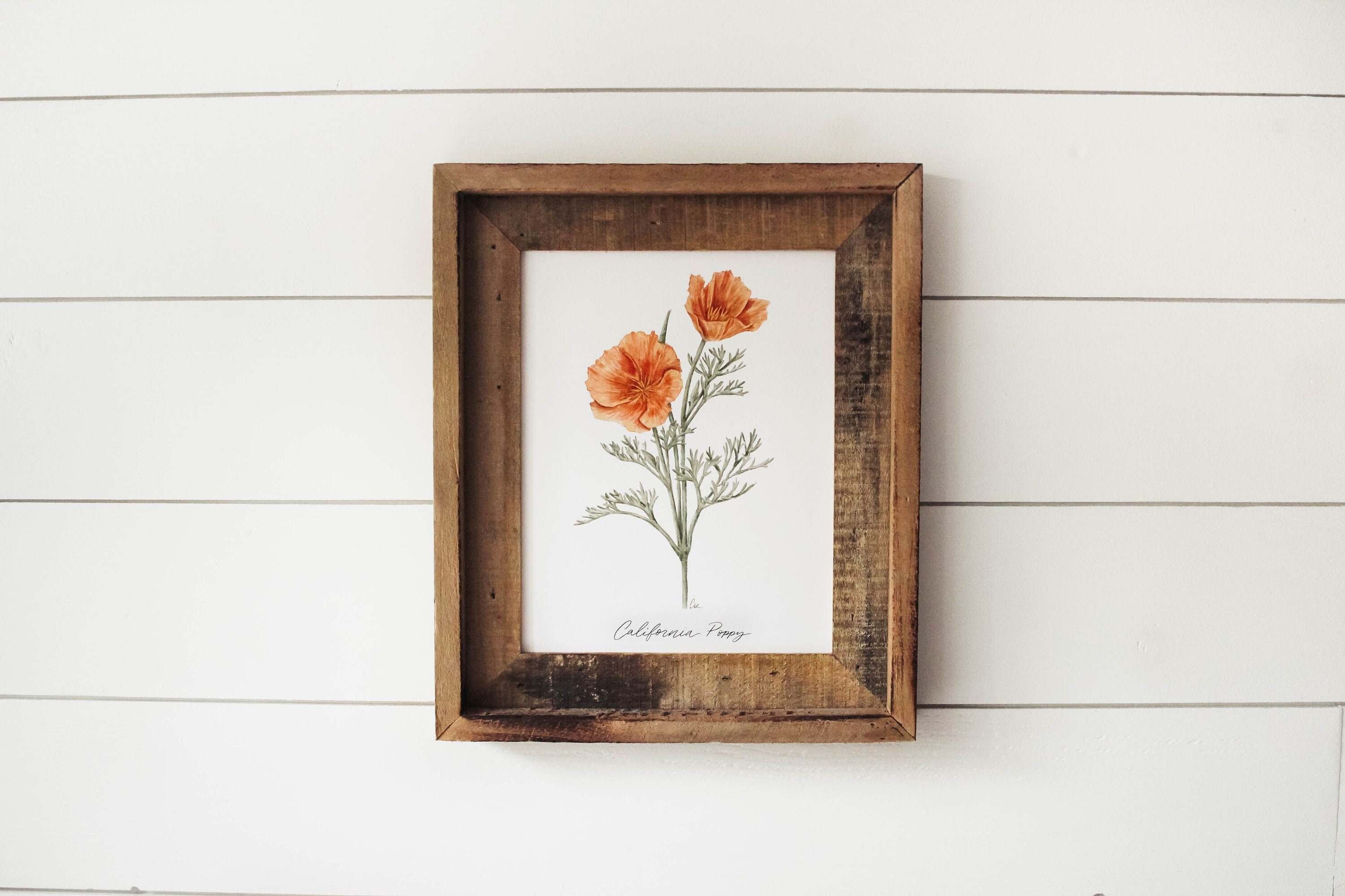 Impresión de amapolas de California: impresión de flores, impresión botánica, flor del estado de California, arte de pared, flores silvestres en acuarela, flores silvestres de California