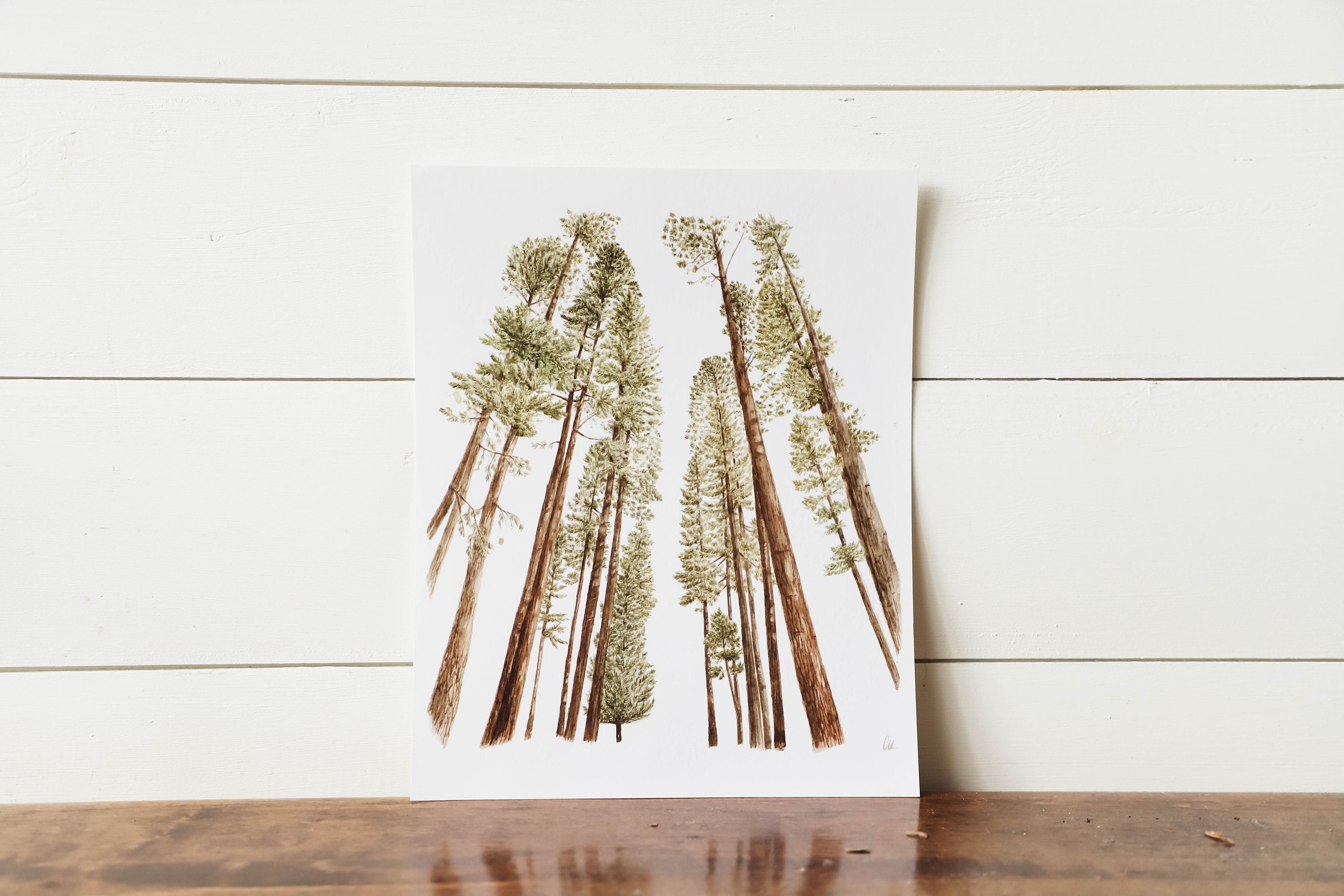 Redwoods Print Pine Trees Print Pine Mountain Wall Art - Etsy