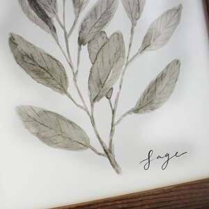 May include: A framed watercolour painting of a sage plant with green leaves and the word "sage" written in black ink.