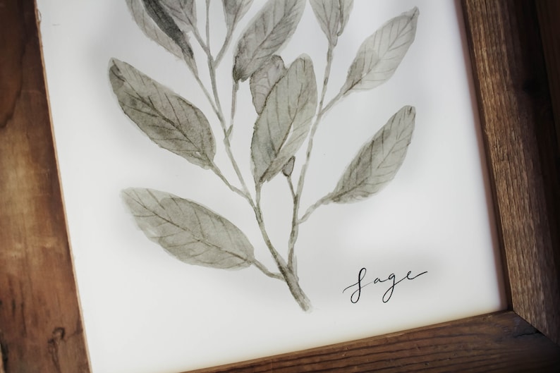 May include: A framed watercolour painting of a sage plant with green leaves and the word "sage" written in black ink.