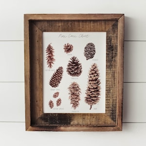 Pine Cone Chart Print - Aquarell Kiefernzapfen, Kiefernzapfen, Natur Druck, Wandkunst, Cabin Art, Berg Dekor, Tannenzapfen