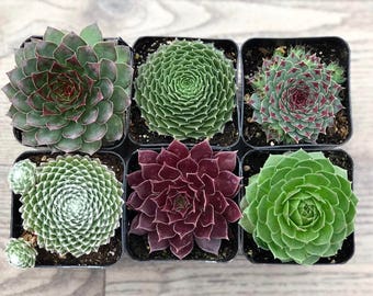Succulent Plants - Sempervivum Collection