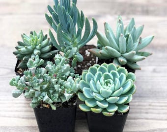 Succulent Plants - Blue Collection