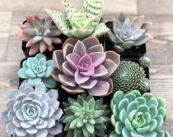 Succulent Plants - Pastel Collection