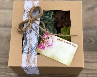 Succulent Plants Succulent Gift Box (9)