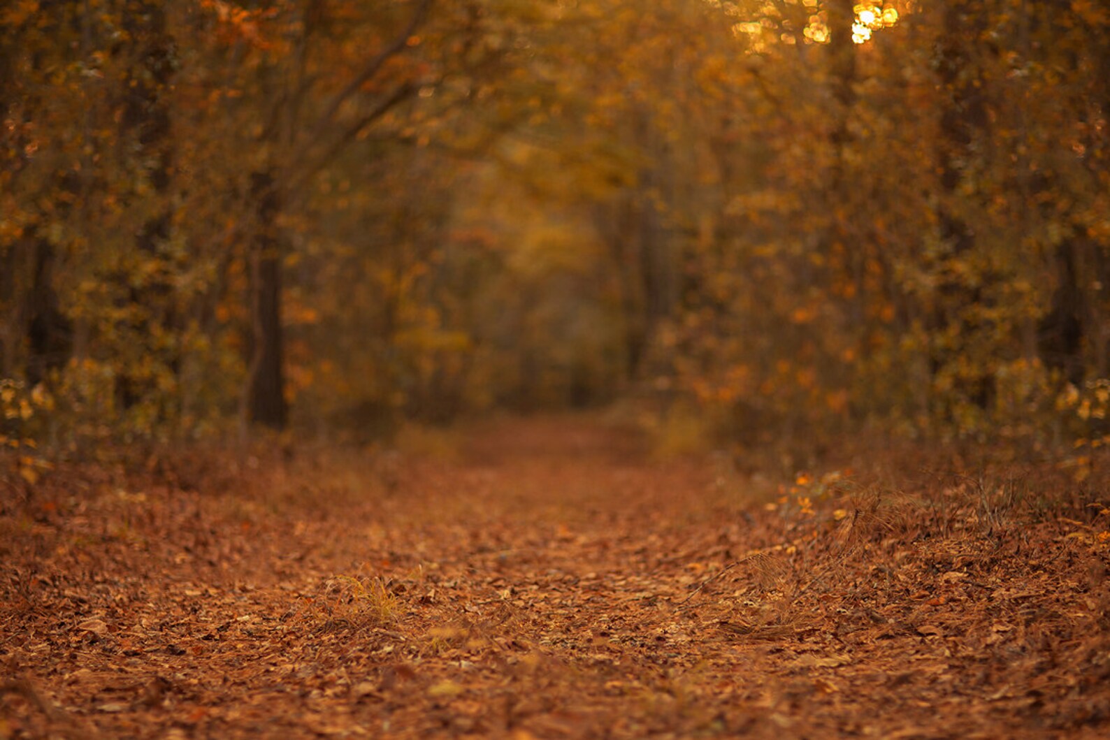 Digital Backdrop, Fall Digital Backdrop, Autumn Digital Background ...