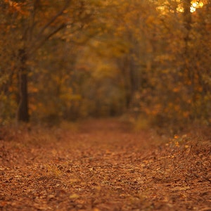 Digital backdrop, Fall Digital Backdrop, Autumn Digital Background, Trail, Dreamy Backdrop, Forest, Leaves, Photoshop, PSE -Instant Download