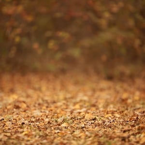 Digital backdrop, Fall Digital Backdrop, Autumn Digital Background, Trail, Dreamy Backdrop, Forest, Leaves, Photoshop, PSE -Instant Download
