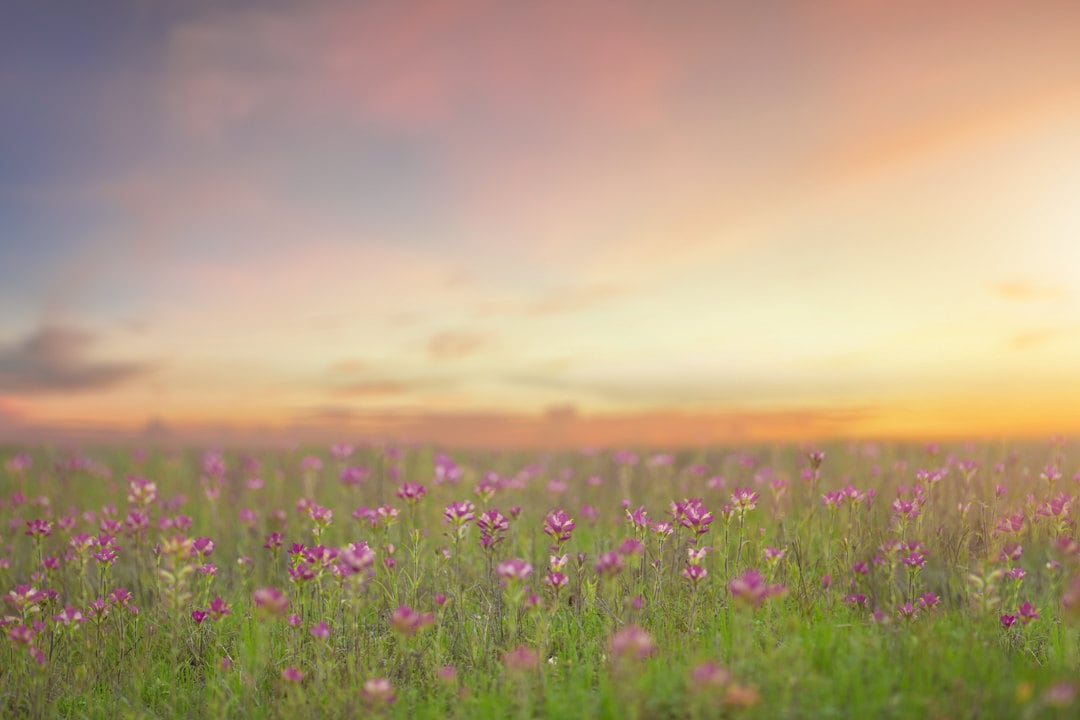 Spring Backdrop, Summer Digital Backdrop, Digital Background, Flower ...