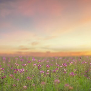 Spring backdrop, Summer Digital Backdrop, Digital Background, Flower Fields, Colorful, Creamy Backdrop, Photoshop, PSE - Instant Download