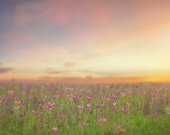 Spring backdrop, Summer Digital Backdrop, Digital Background, Flower Fields, Colorful, Creamy Backdrop, Photoshop, PSE - Instant Download