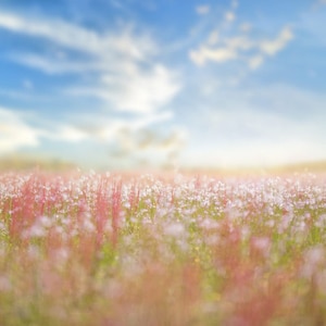 Spring backdrop, Summer Digital Backdrop, Spring Digital Background, Flower Field, Creamy, Dreamy Backdrop, Photoshop, PSE -Instant Download
