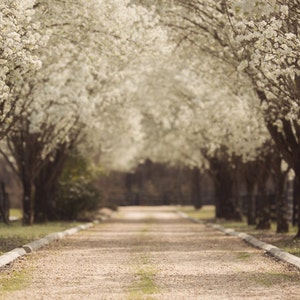 Spring backdrop, Summer Digital Backdrop, Castle Digital Background, Flower Path, Forest, Dreamy Backdrop, Photoshop, PSE -Instant Download