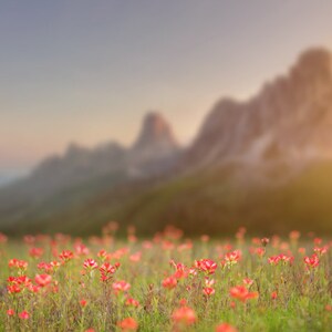 Spring backdrop, Summer Digital Backdrop, Spring Digital Background, Flower Field, Creamy, Dreamy Backdrop, Photoshop, PSE -Instant Download