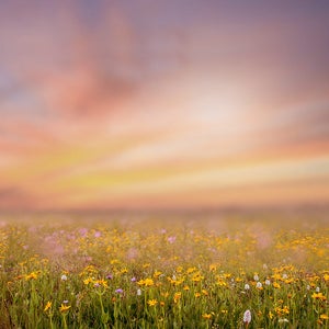 Spring backdrop, Summer Digital Backdrop, Spring Digital Background, Flower Field, Creamy, Dreamy Backdrop, Photoshop, PSE -Instant Download