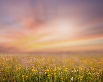 Telón de fondo de primavera, Telón de fondo digital de verano, Fondo digital de primavera, Campo de flores, Cremoso, Telón de fondo de ensueño, Photoshop, PSE -Descarga instantánea