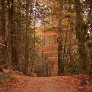 Digital backdrop, Fall Digital Backdrop, Autumn Digital Background, Trail, Dreamy Backdrop, Forest, Leaves, Photoshop, PSE -Instant Download