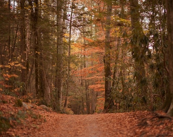 Digital backdrop, Fall Digital Backdrop, Autumn Digital Background, Trail, Dreamy Backdrop, Forest, Leaves, Photoshop, PSE -Instant Download