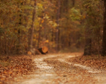 Fall backdrop, Autumn Digital Backdrop, Digital Background, Autumn paths, Leaves, Creamy, Dreamy Backdrop, Photoshop, PSE -Instant Download