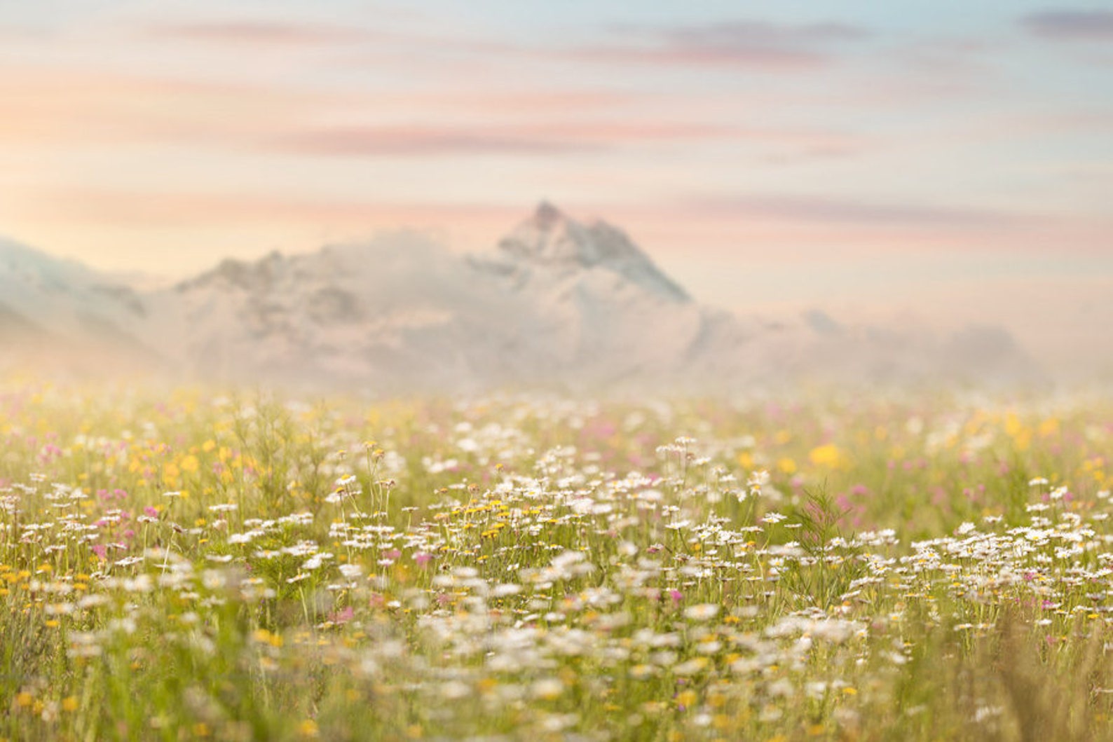 Spring Backdrop, Summer Digital Backdrop, Spring Digital Background ...