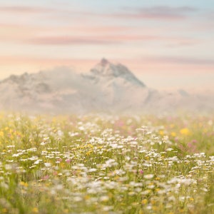Spring backdrop, Summer Digital Backdrop, Spring Digital Background, Flower Field, Creamy, Dreamy Backdrop, Photoshop, PSE -Instant Download
