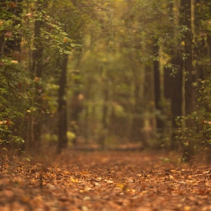 Fall Digital backdrop,  Digital Backdrop,  Digital Background, Autumn trails, Leaves, Fall Dreamy Backdrop, Photoshop, PSE -Instant Download