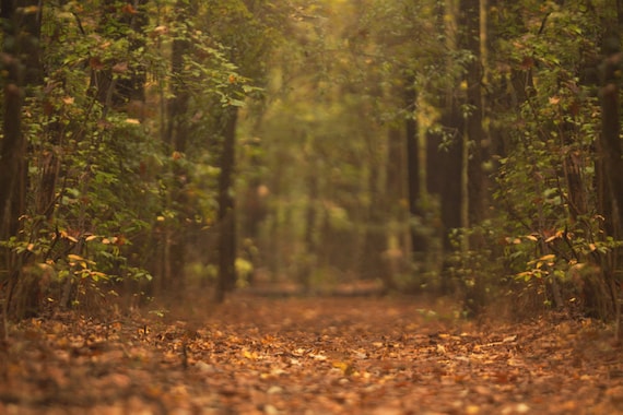 Fall Digital backdrop Digital Backdrop Digital Background | Etsy