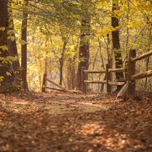 Fall Digital backdrop,  Digital Backdrop,  Digital Background, Autumn trails, Leaves, Fall Dreamy Backdrop, Photoshop, PSE -Instant Download