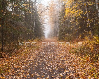 Telón de fondo de otoño, telón de fondo digital de otoño, fondo digital de senderos de otoño, hojas, cremoso, telón de fondo de ensueño, Photoshop, PSE -Descarga instantánea